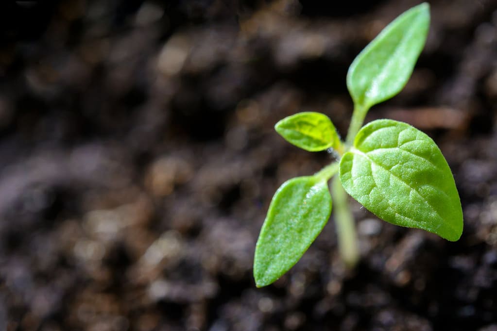 about Vibrant close-up of a young tomato seedling sprouting in the soil.